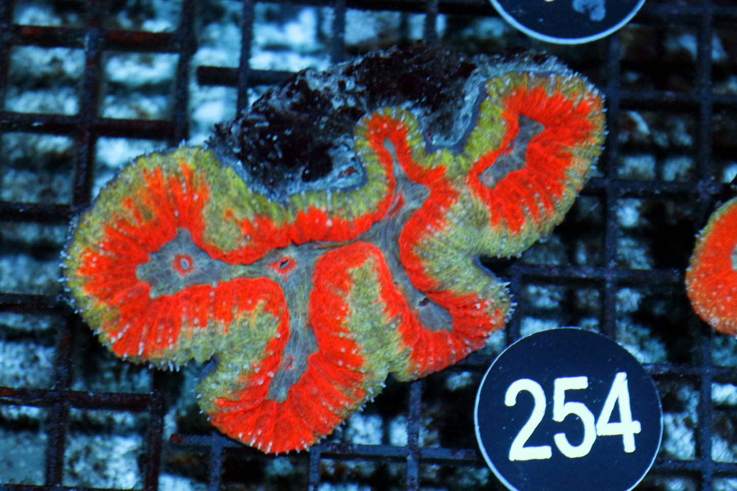 SYMPHYLLIA RED METALLIC BK254
