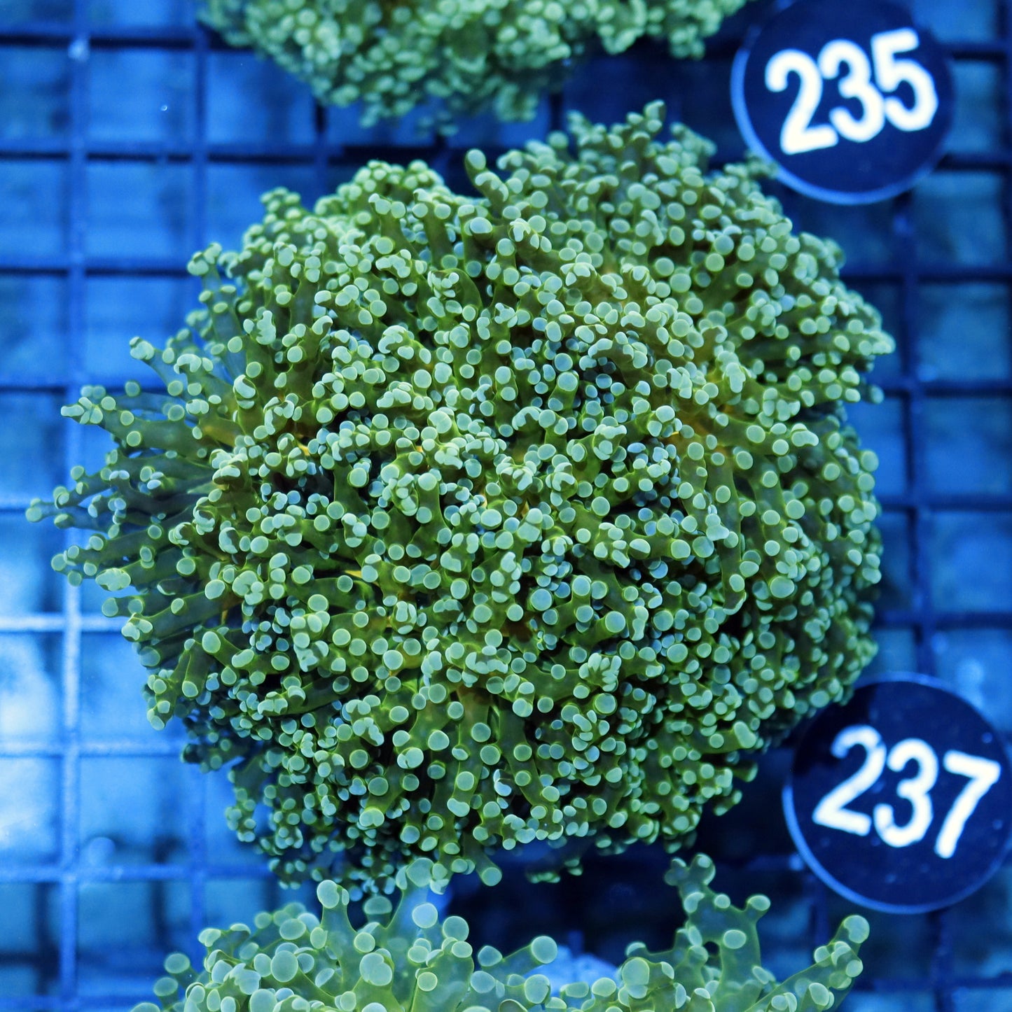 FROGSPAWN BRANCHING BK237