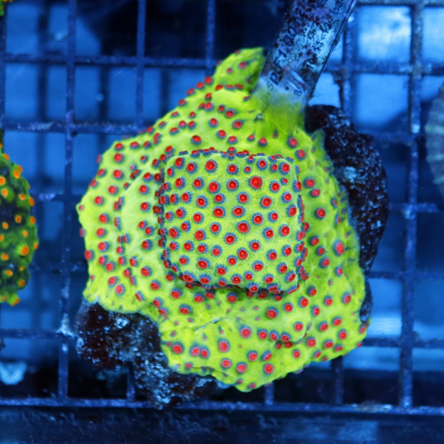 Cyphastrea Metallic