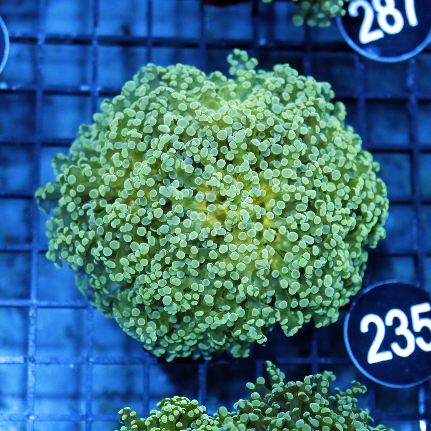 FROGSPAWN BRANCHING BK336