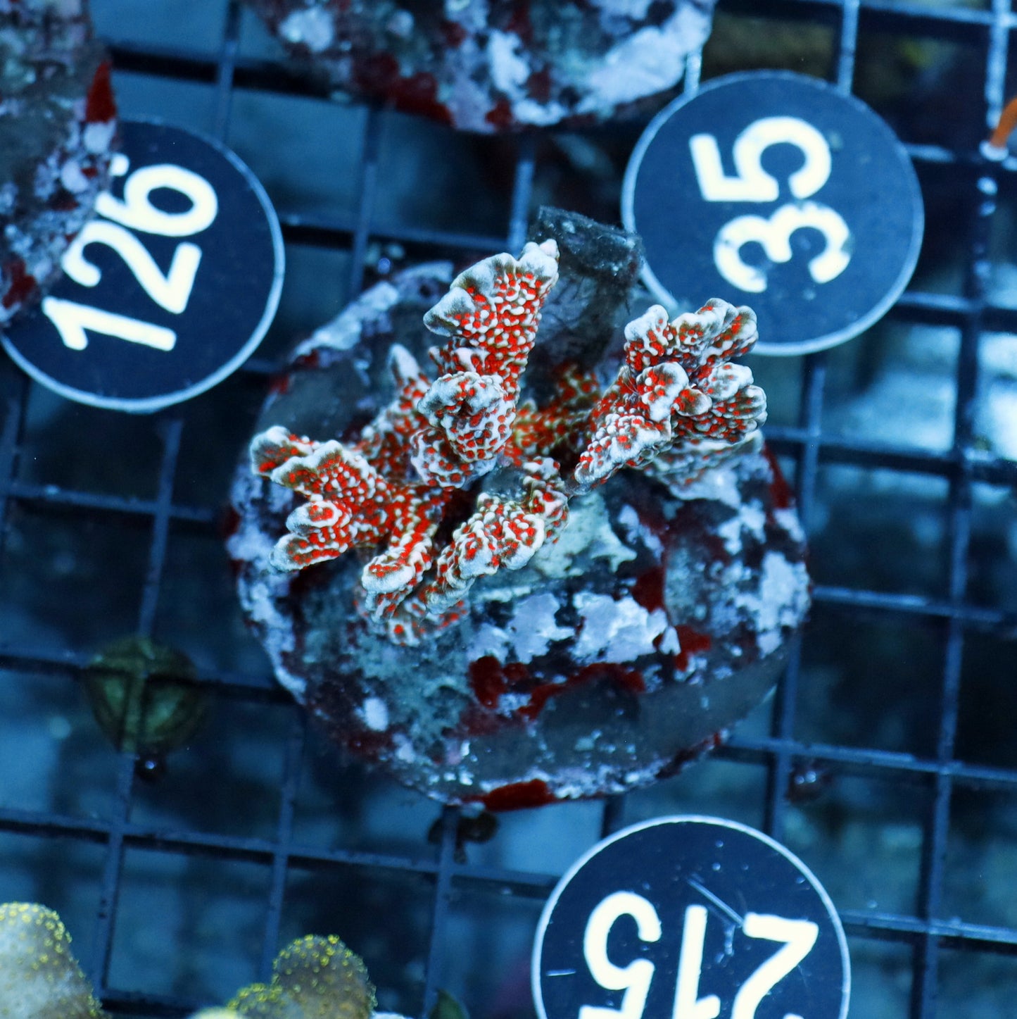 DIGITATA FOREST FIRE BK215