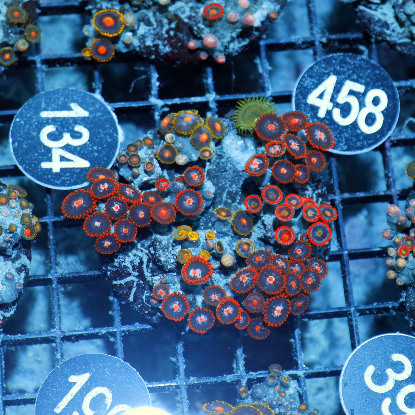 Zoanthid Combo Bk199