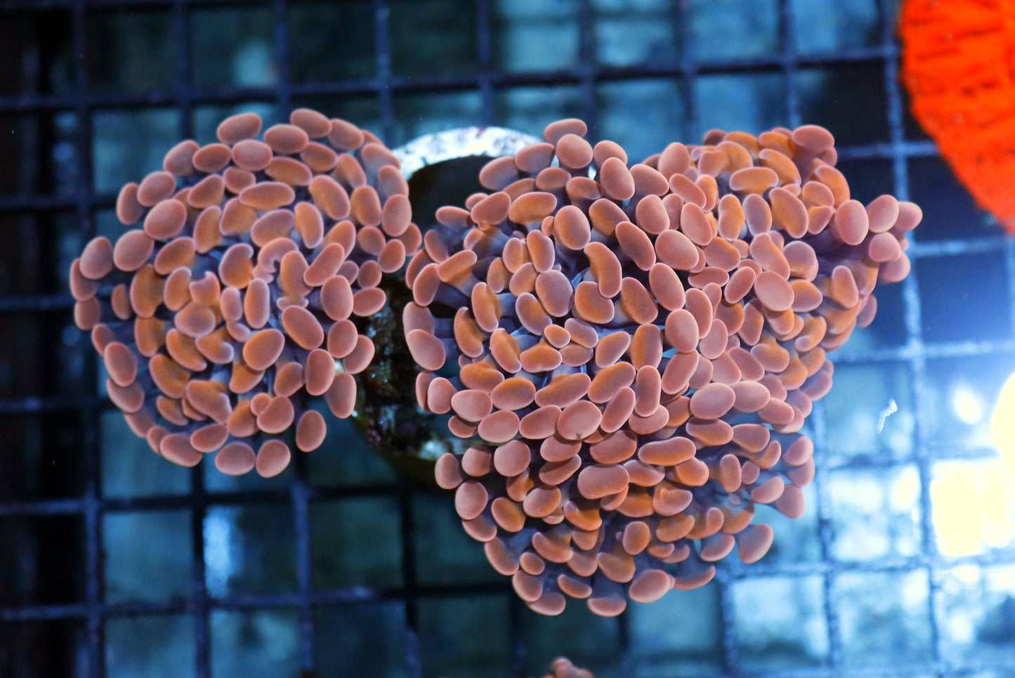 Hammer Branching Orange Metallic