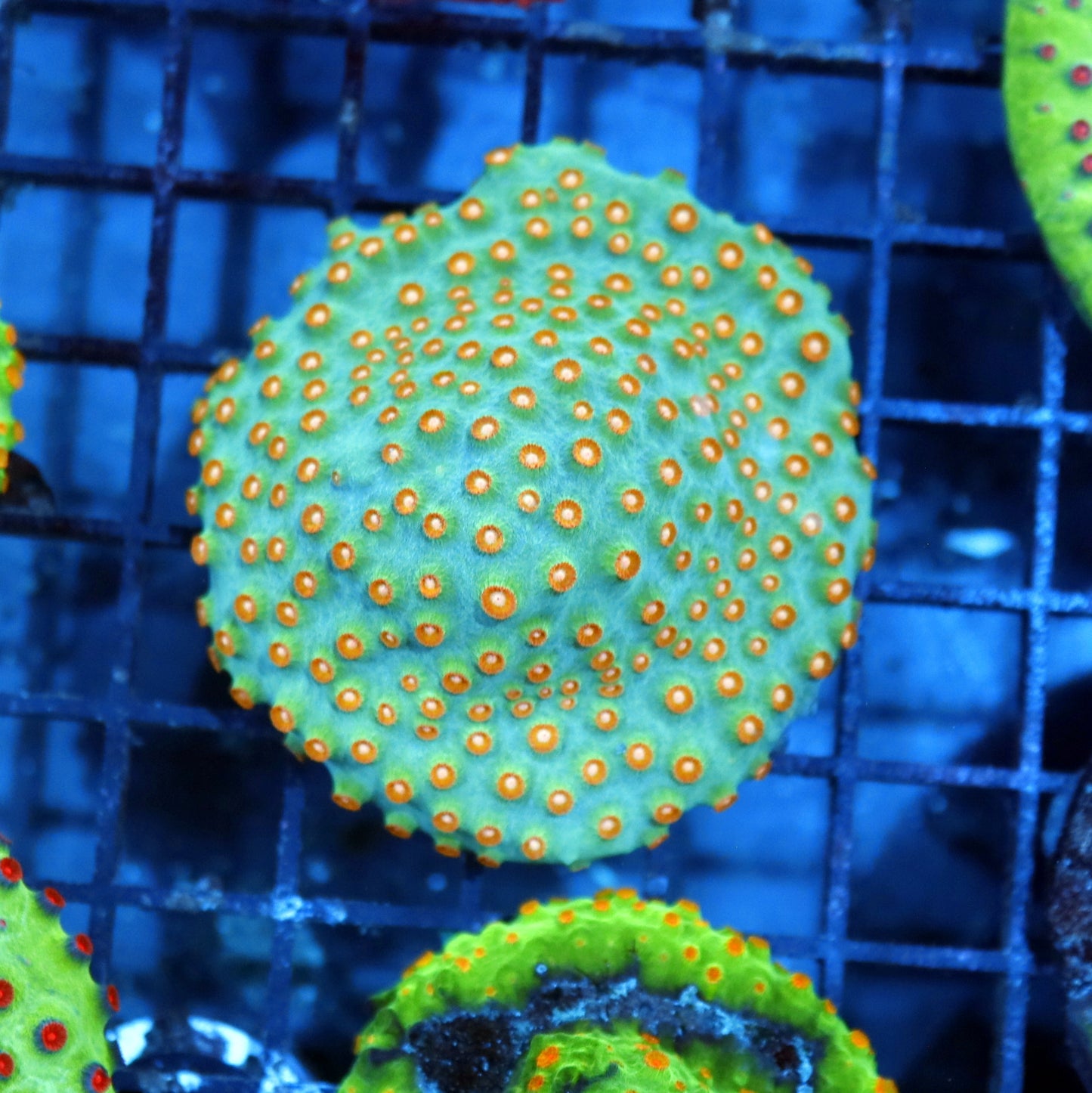 Cyphastrea Metallic