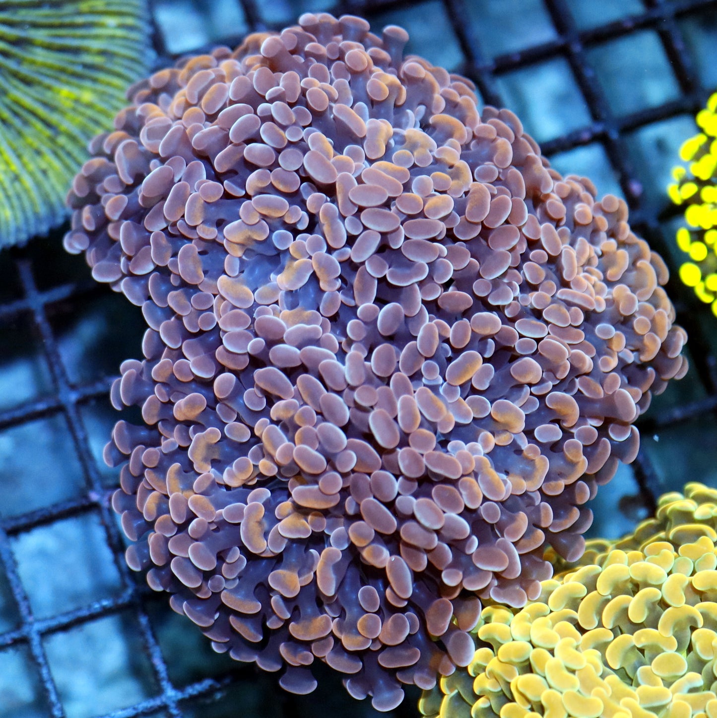 Hammer Branching Orange Metallic