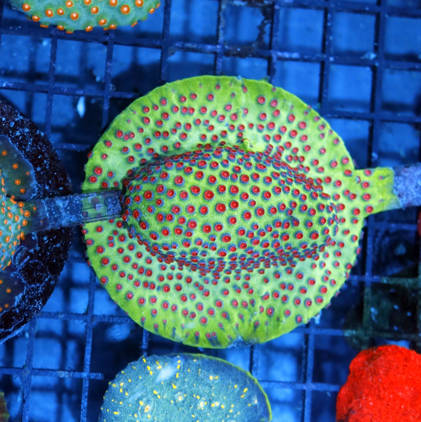 Cyphastrea Metallic