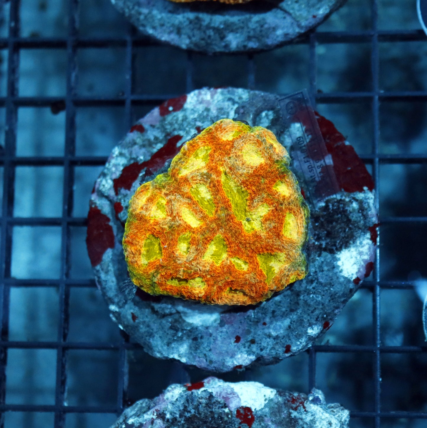 ACAN ECHINATA BK324
