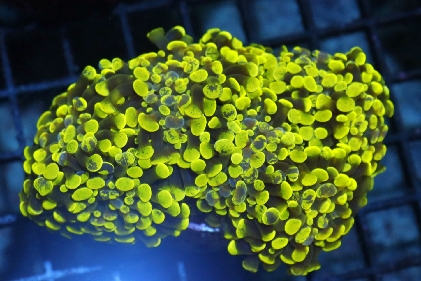 Hammer Green Metallic Splatter