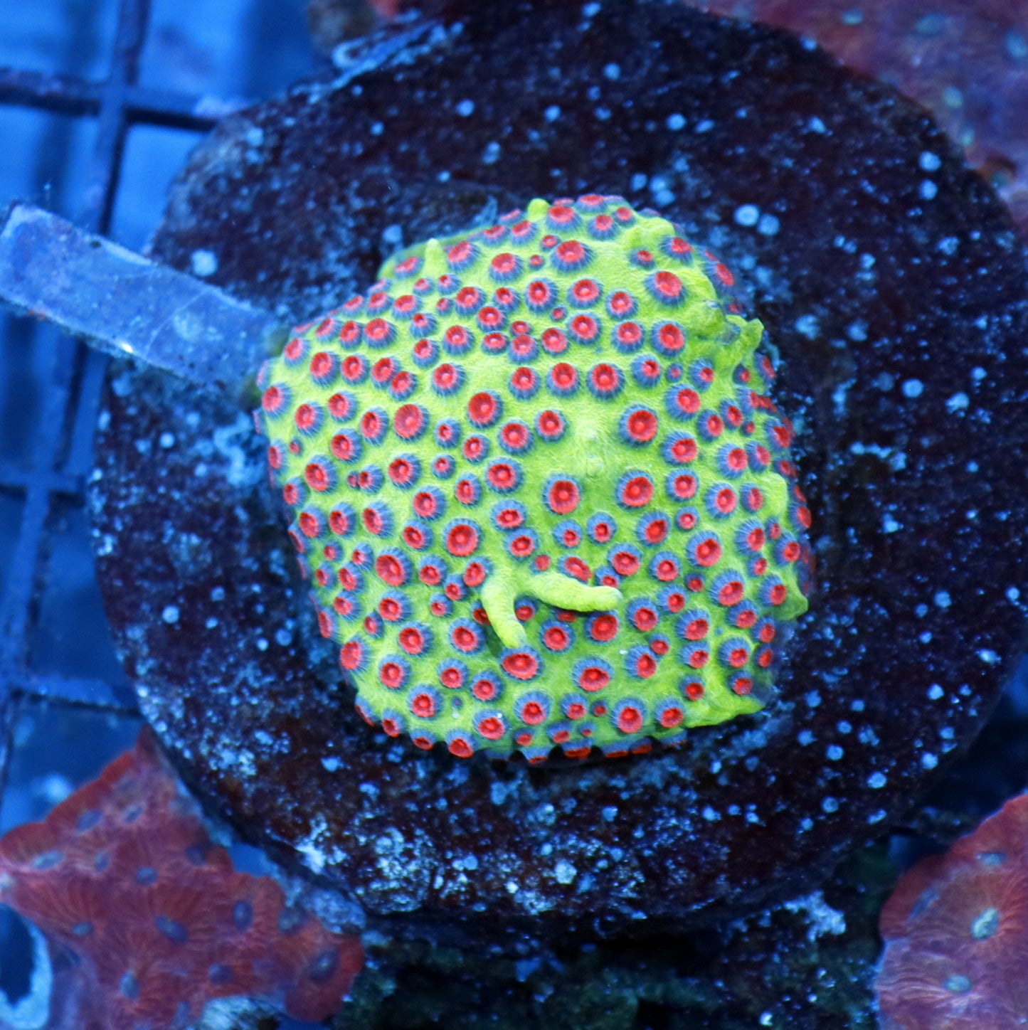Cyphastrea Metallic