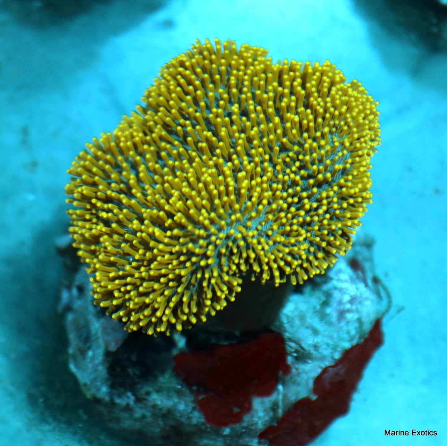 Toad stool leather ultra metallic green