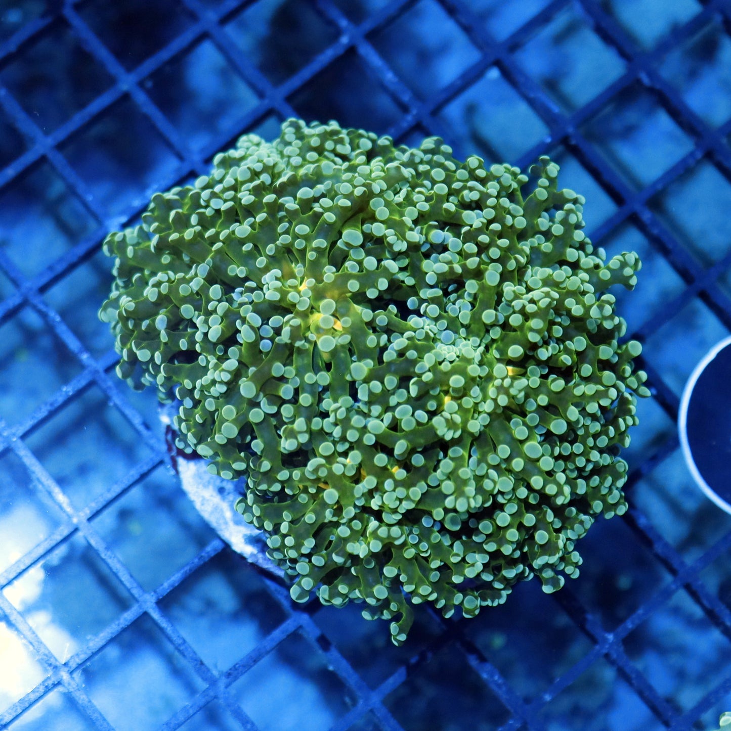FROGSPAWN BRANCHING BK11