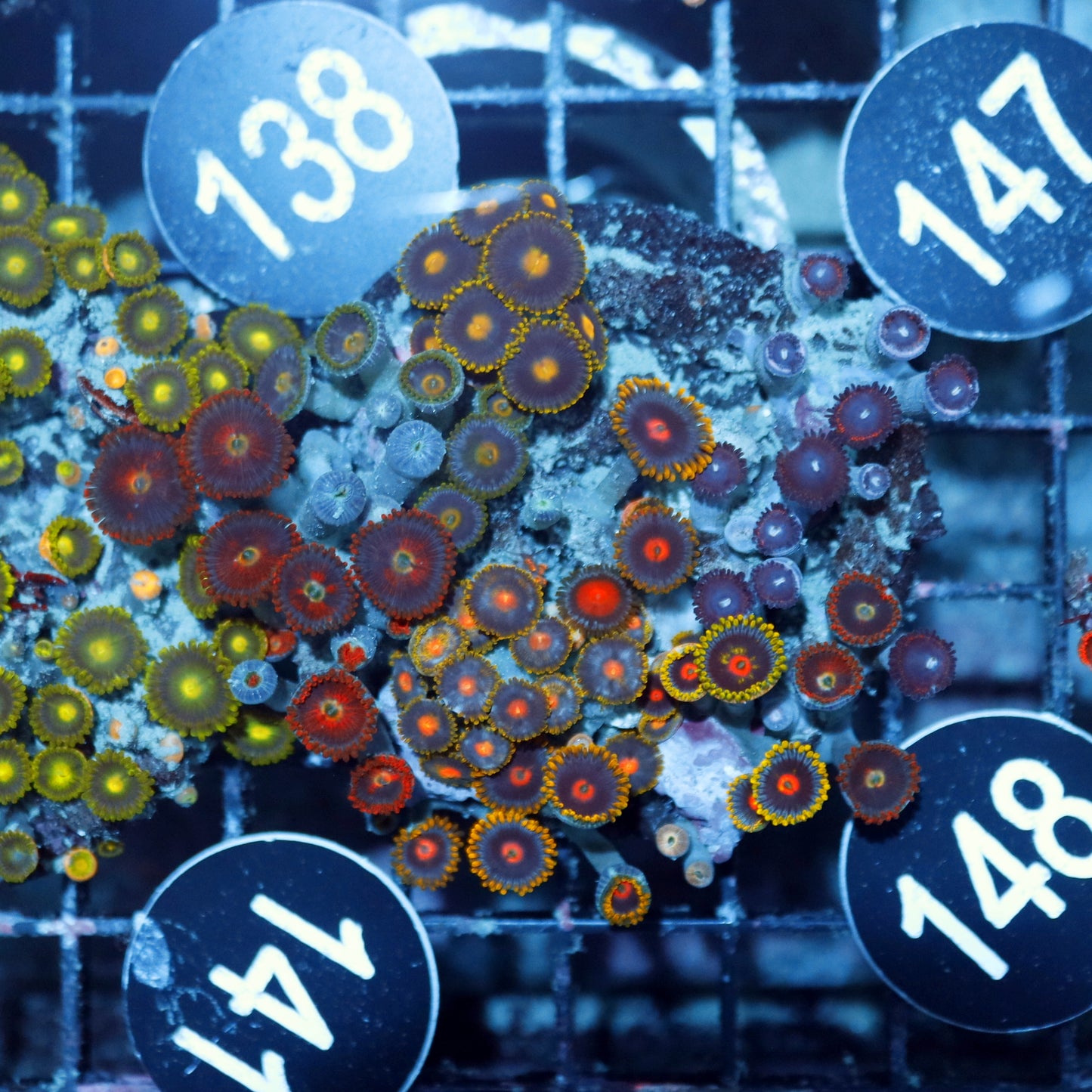 Zoanthid Combo Bk148