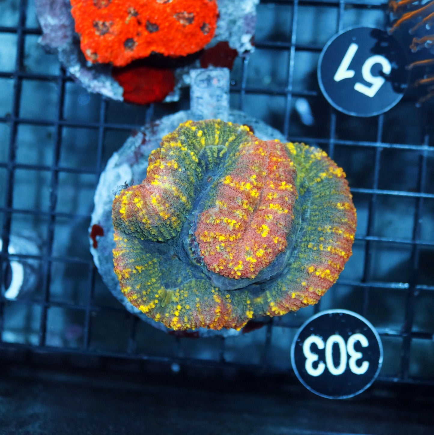 LOBOPHYLLIA RAINBOW BK303