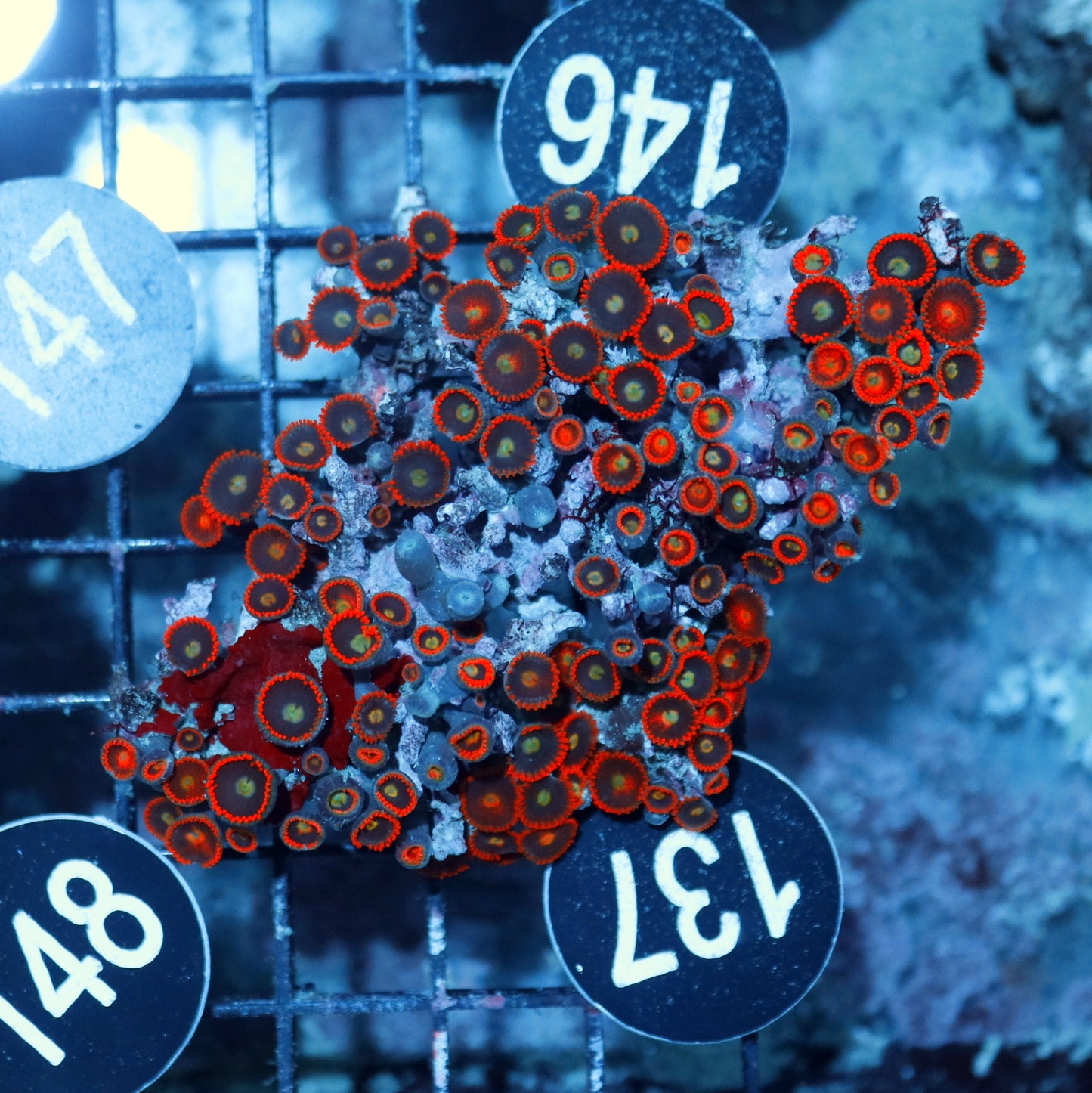 Zoanthid Bk137