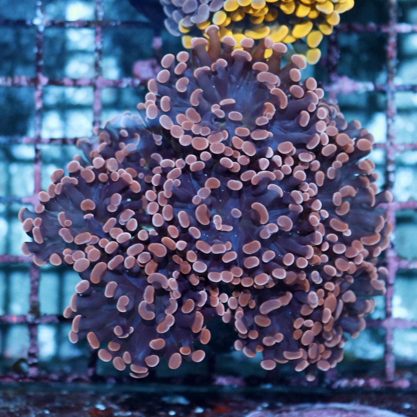 Hammer Branching Orange Metallic