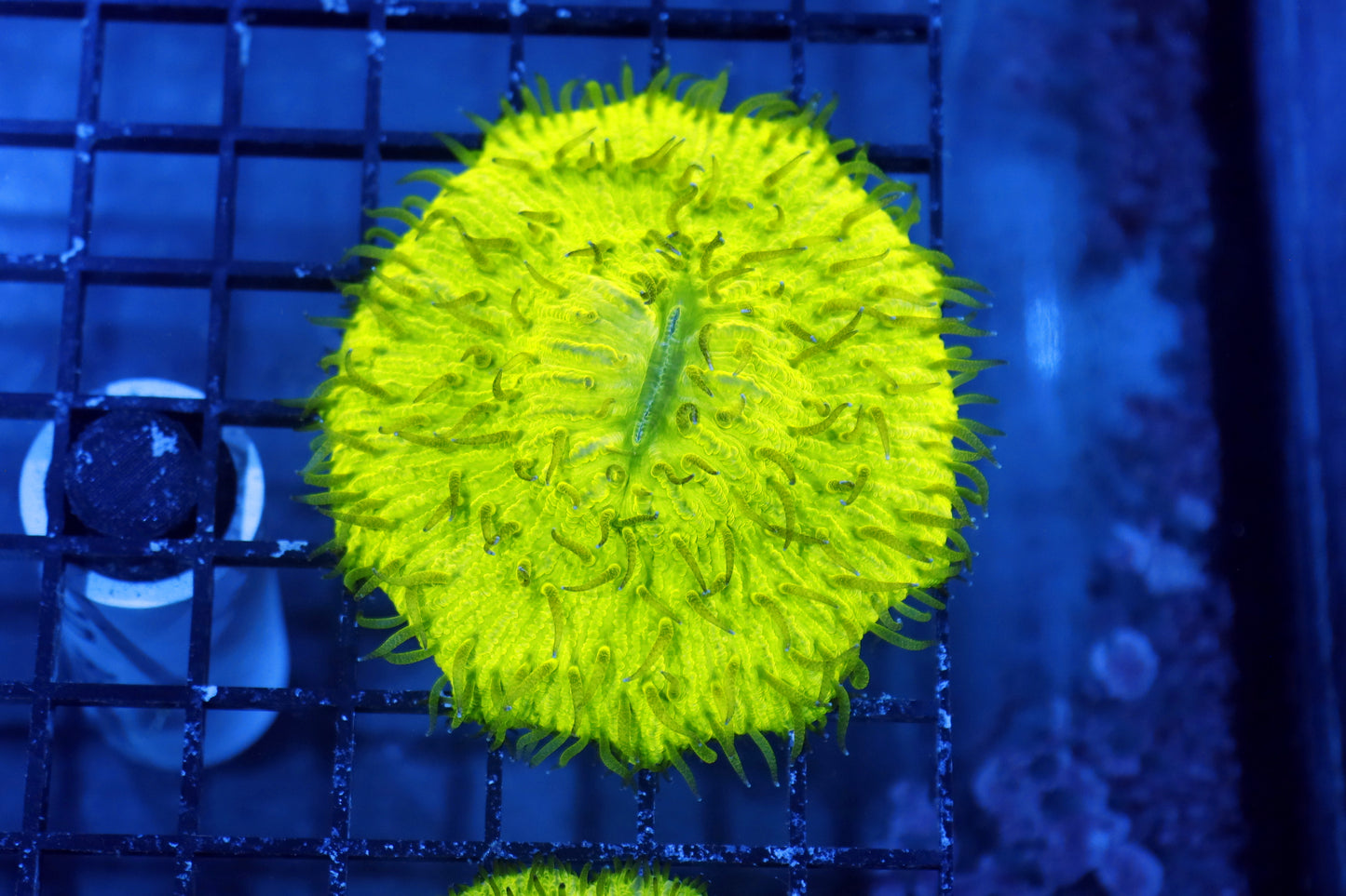 Plate green metallic