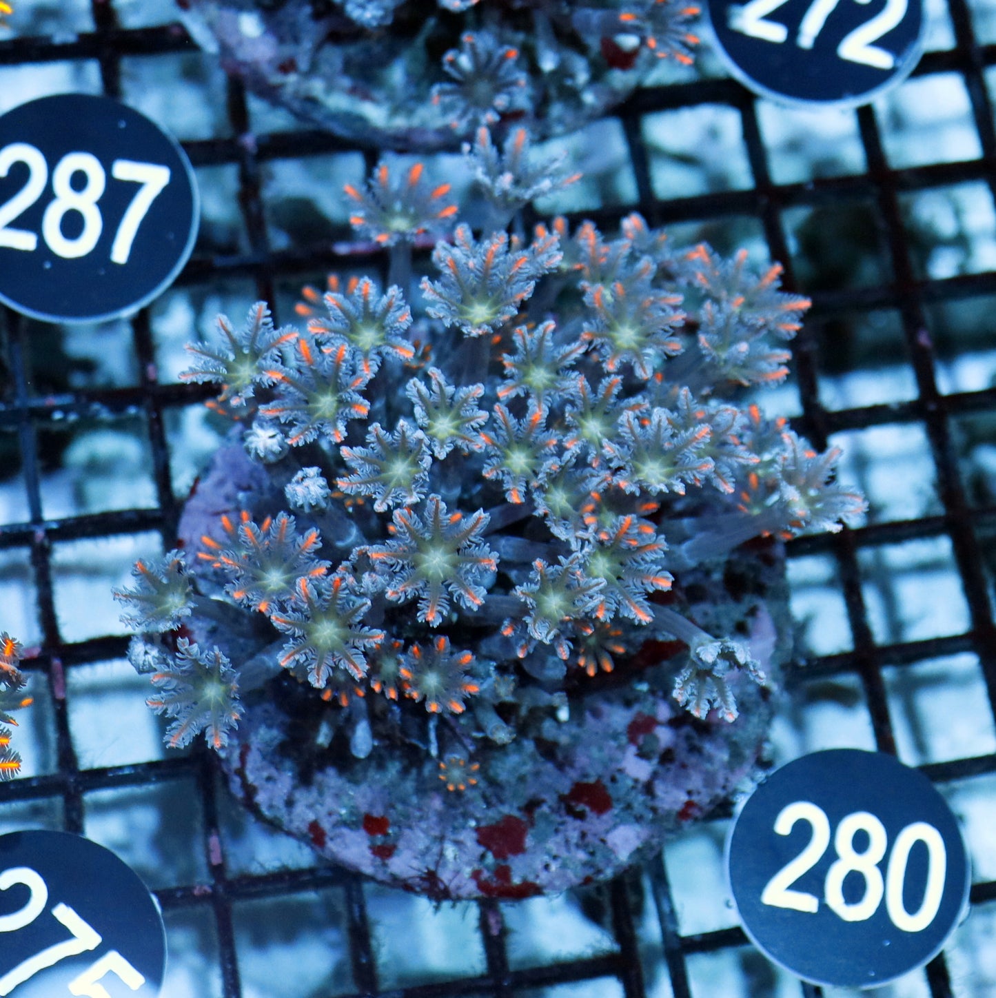 Clove polyps BK 280