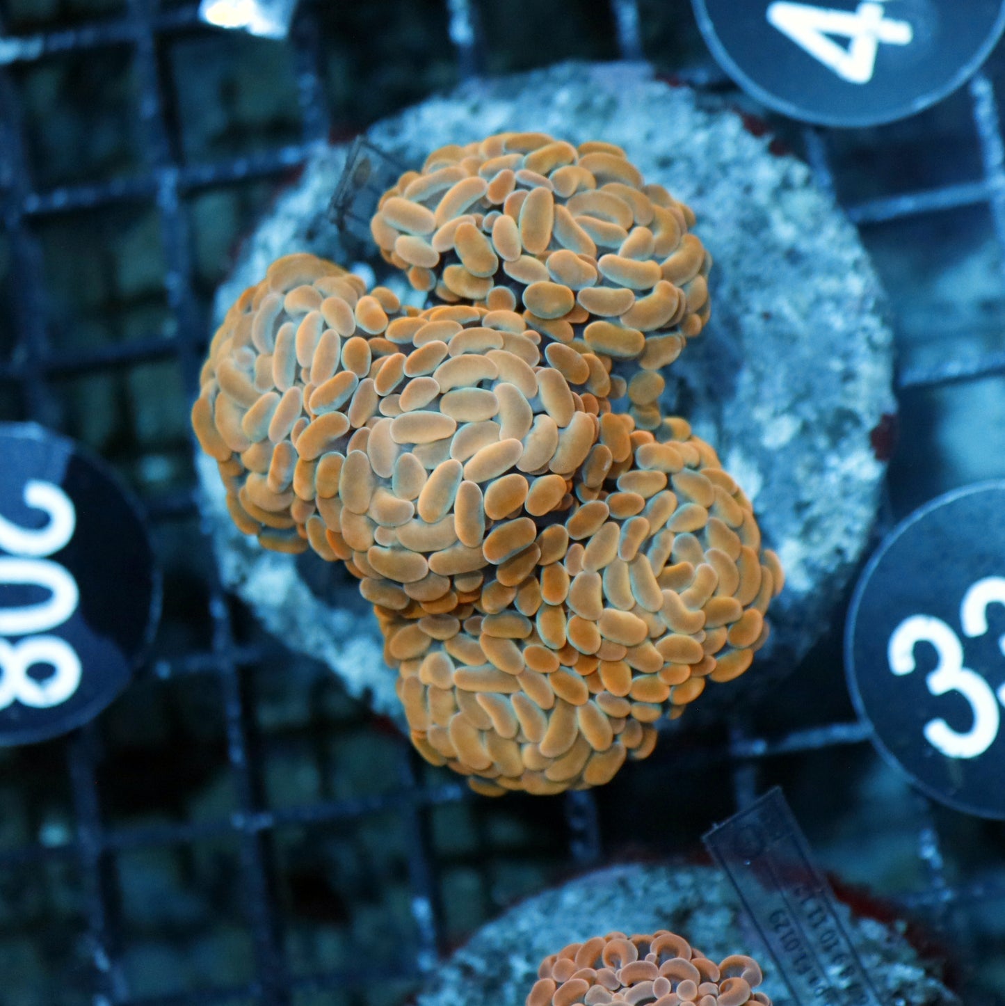 HAMMER BRANCHING ORANGE BK332