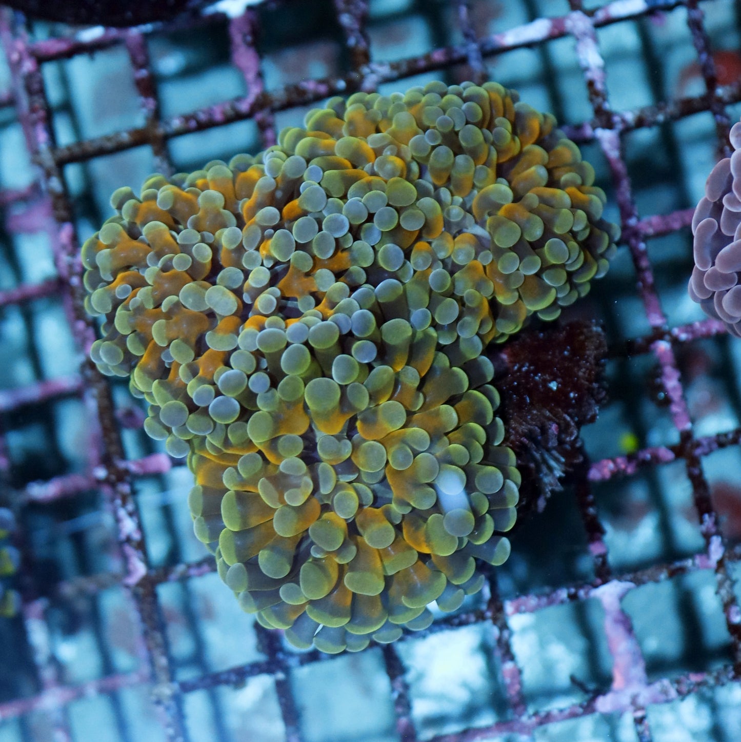 Hammer Branching Orange Green