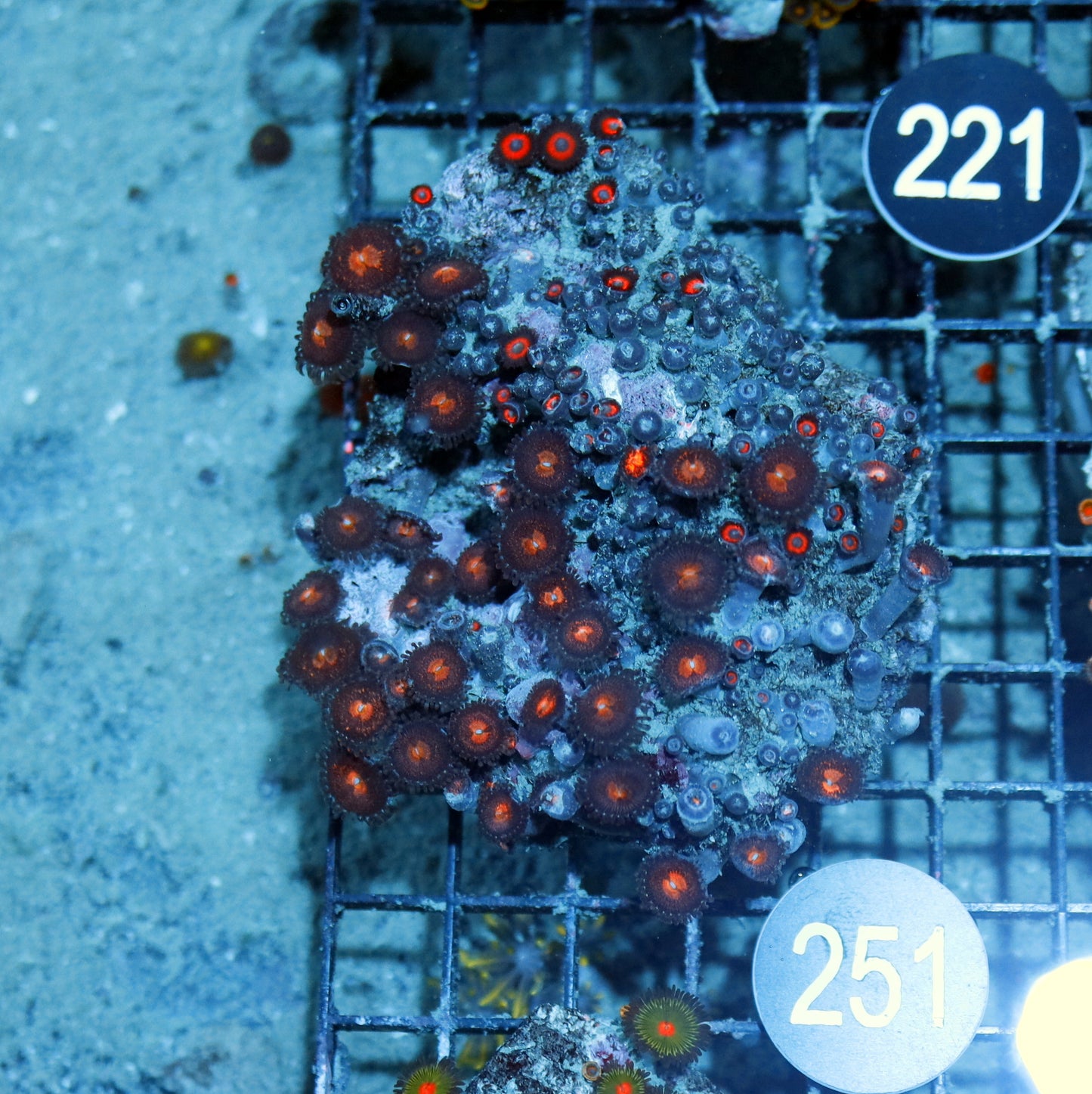 Zoanthid \ Palythoa Bk251
