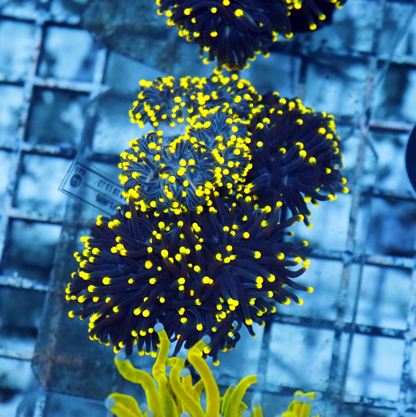 Torch Black with yellow tips Bk500