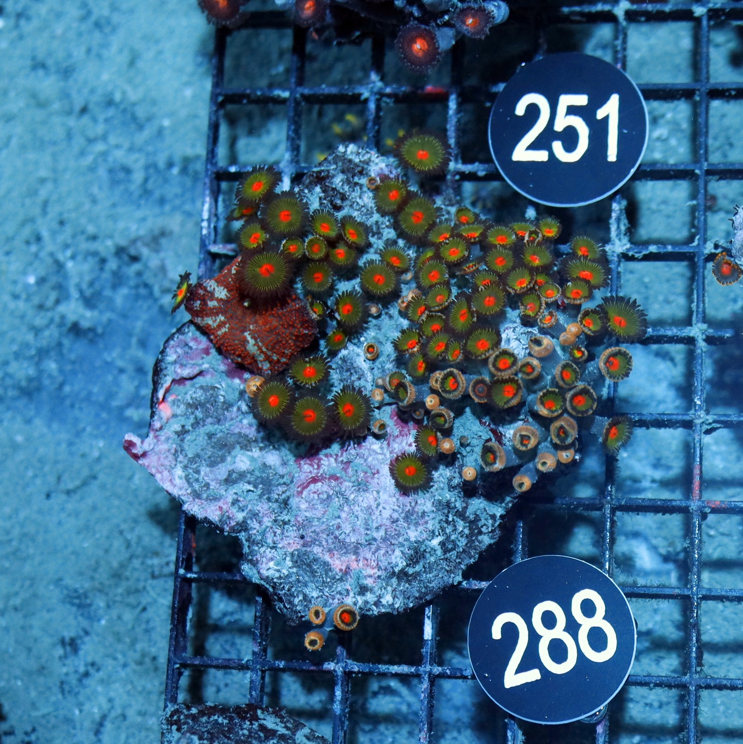 Zoanthid Bk288