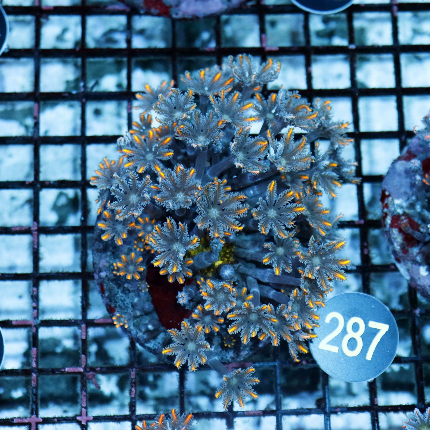 Clove polyps BK 287