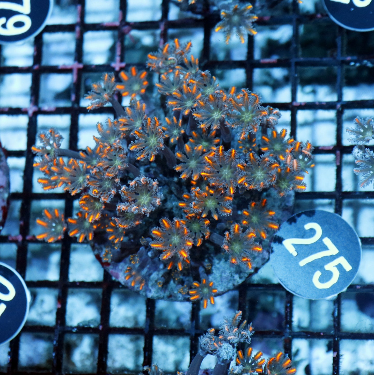 Clove polyps BK275