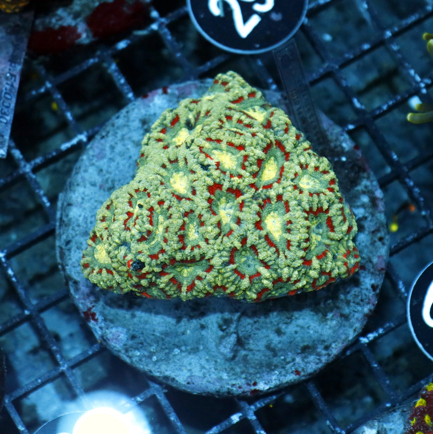 ACAN LORD INDO BK349