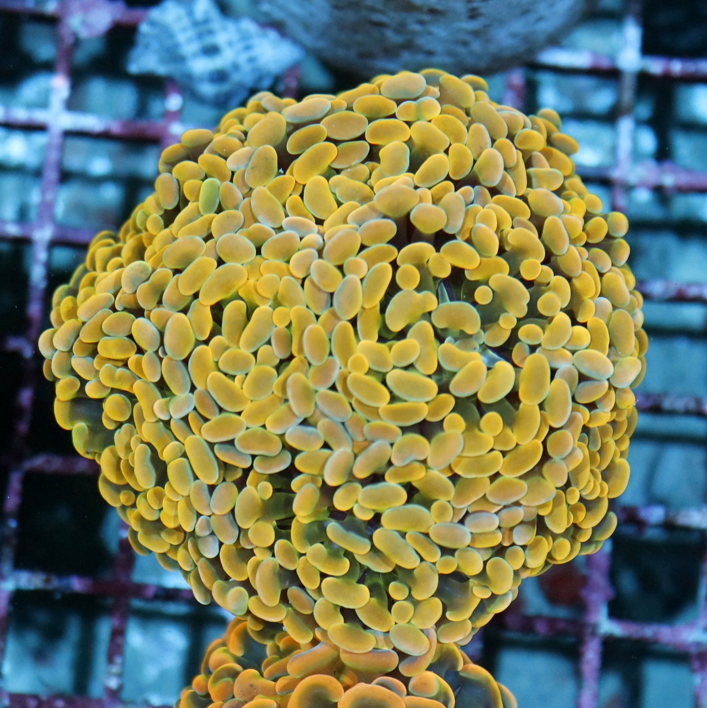 Hammer Branching Gold Metallic