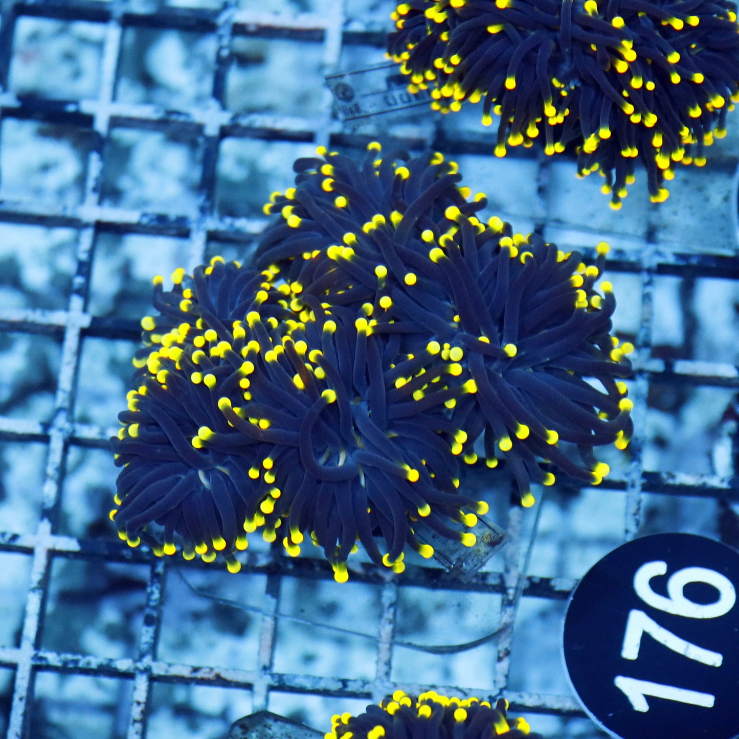 Torch Black with yellow tips BK176