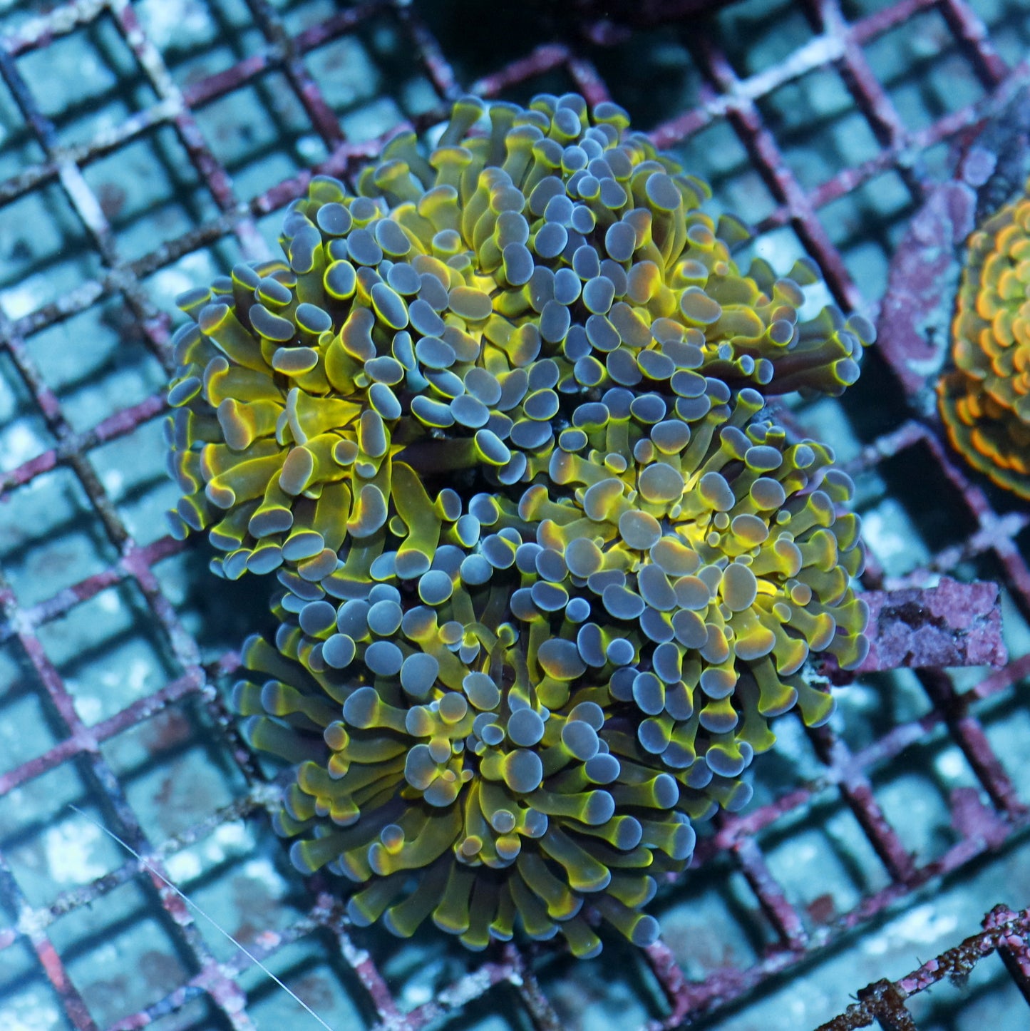 Hammer Branching Hologram