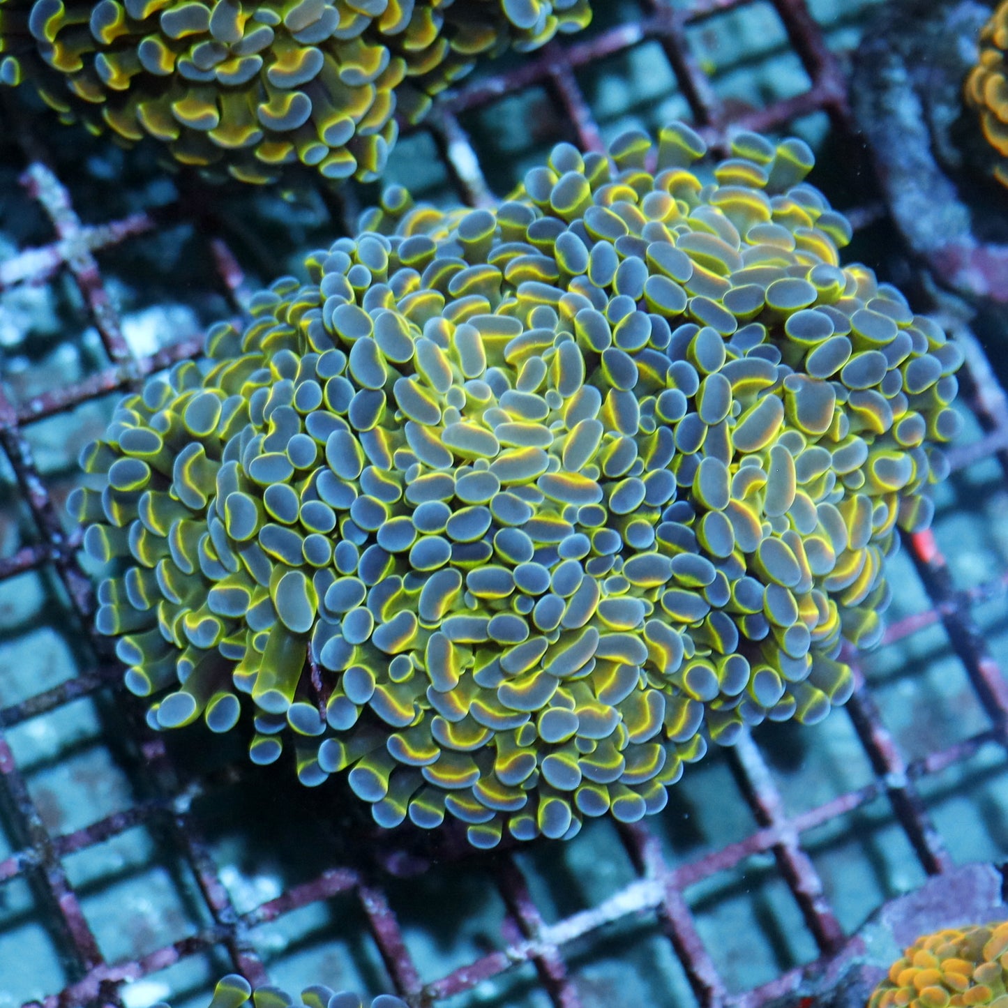 Hammer Branching Hologram