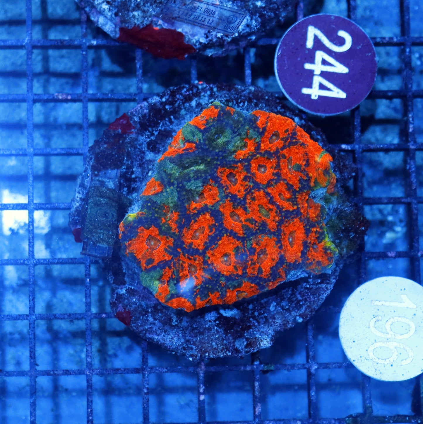 Acan Echinata B196