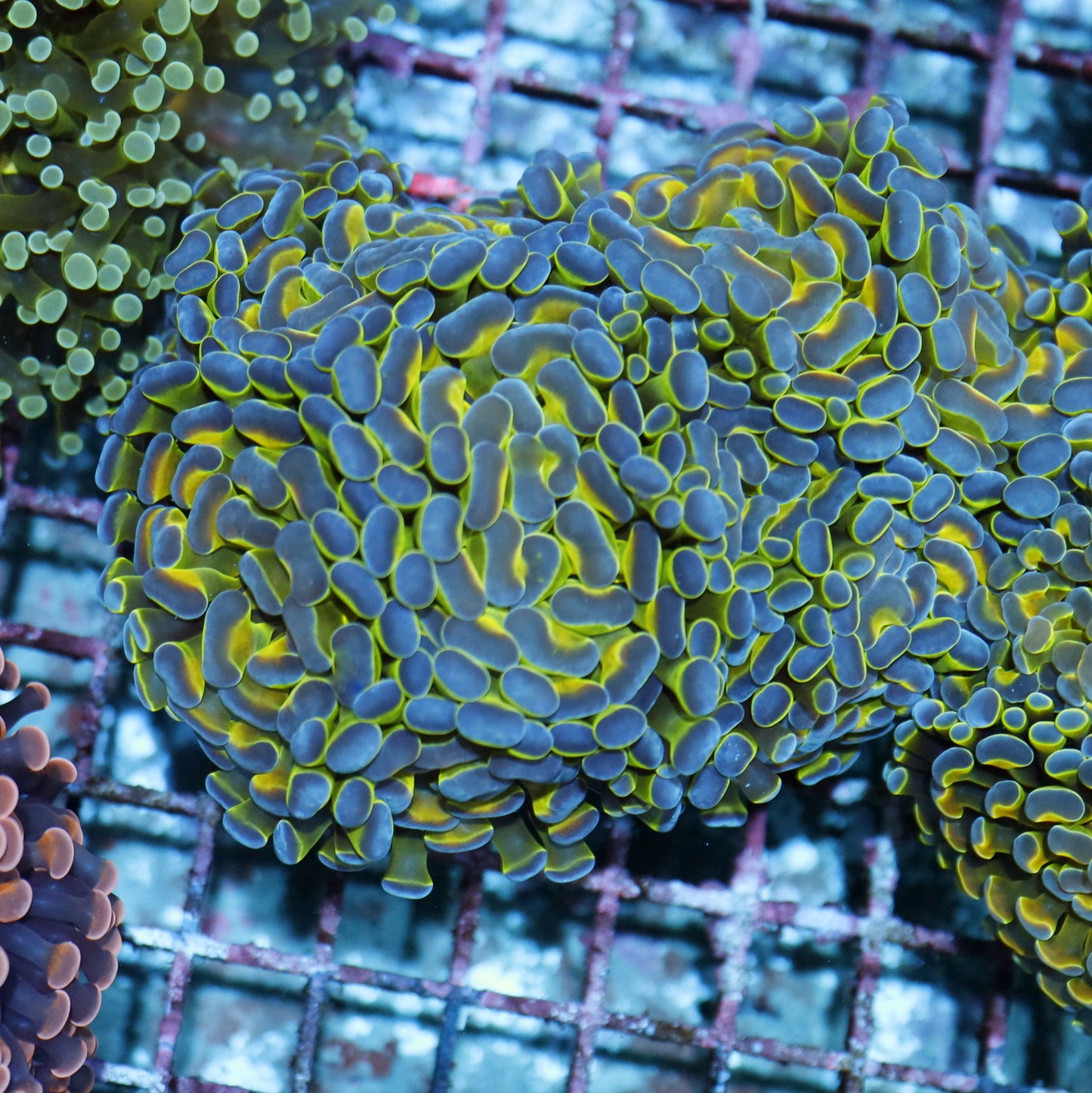 Hammer Branching Hologram