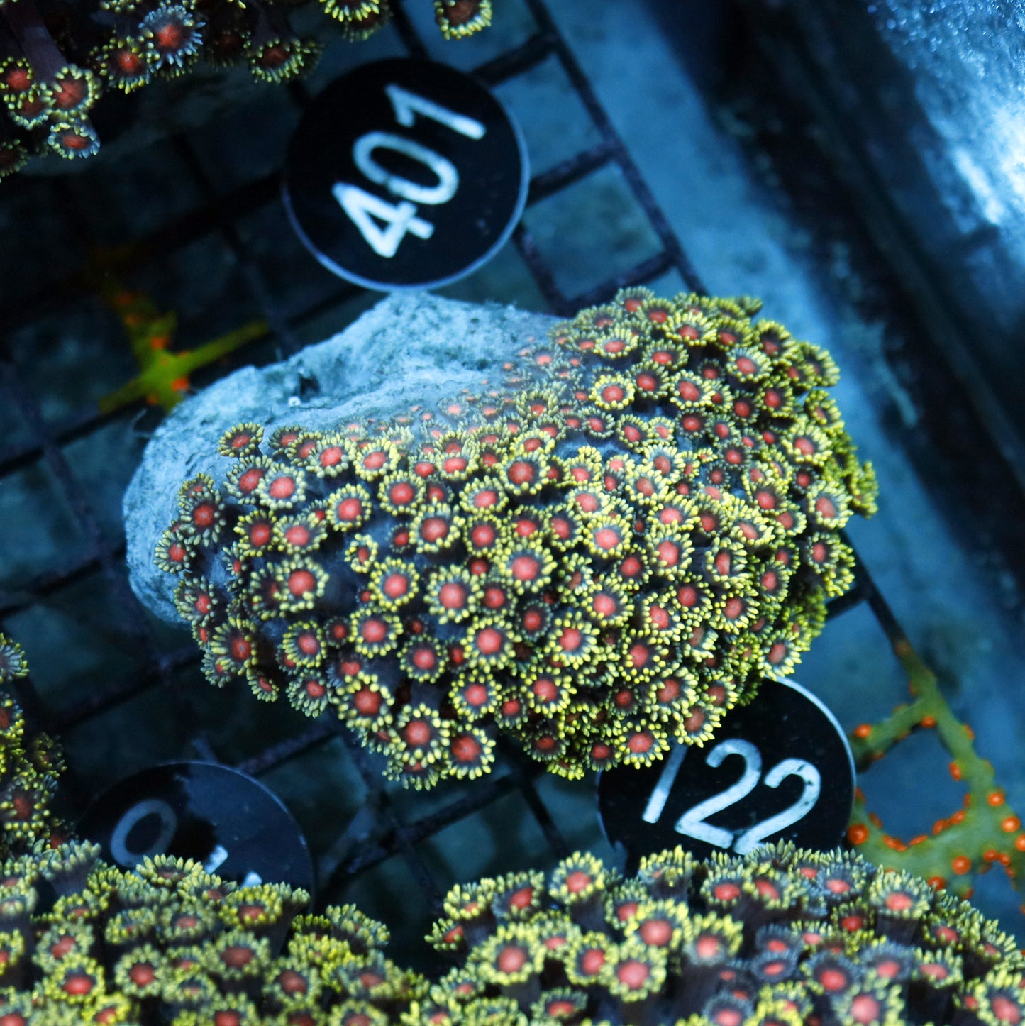 Goniopora red eyes BK122