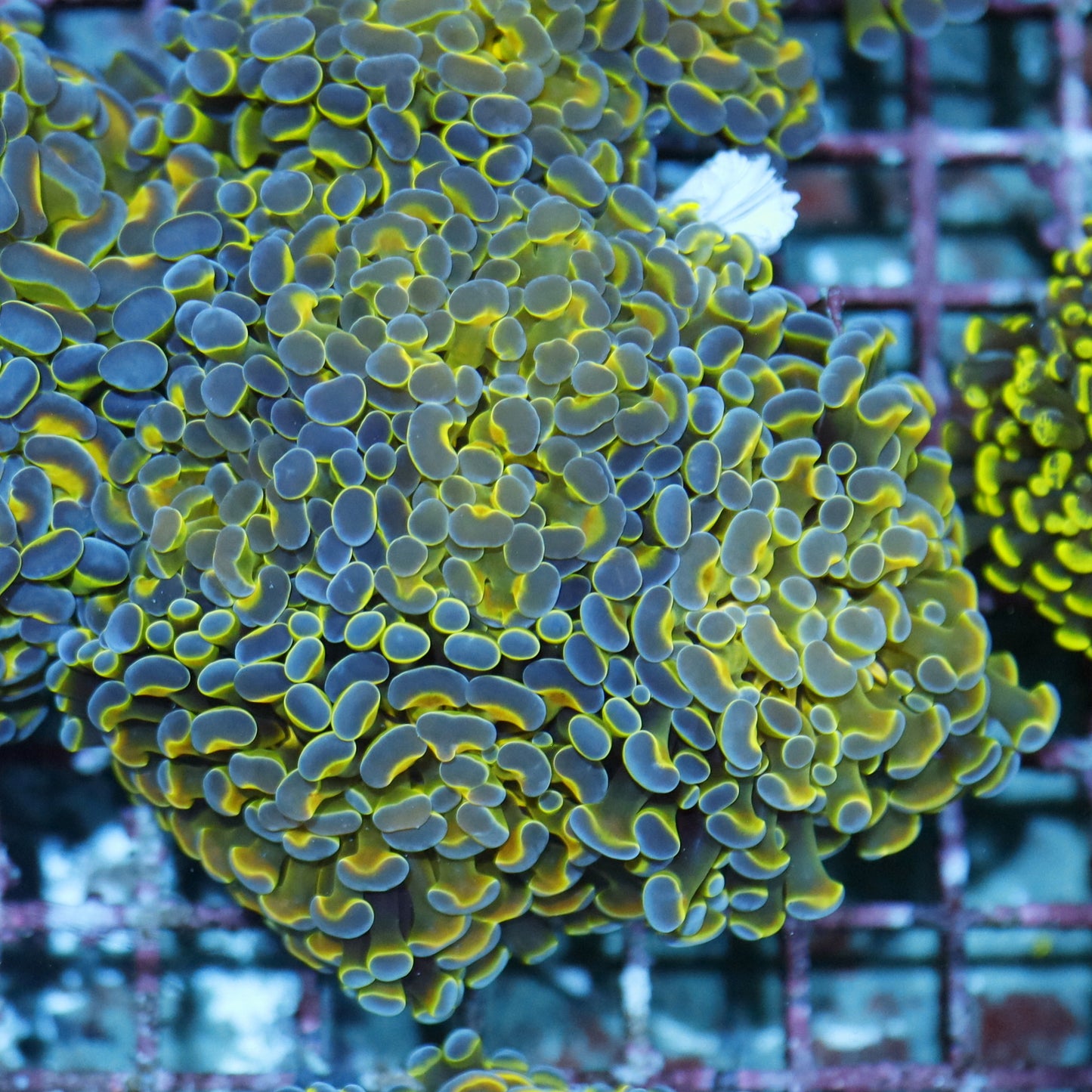 Hammer Branching Hologram