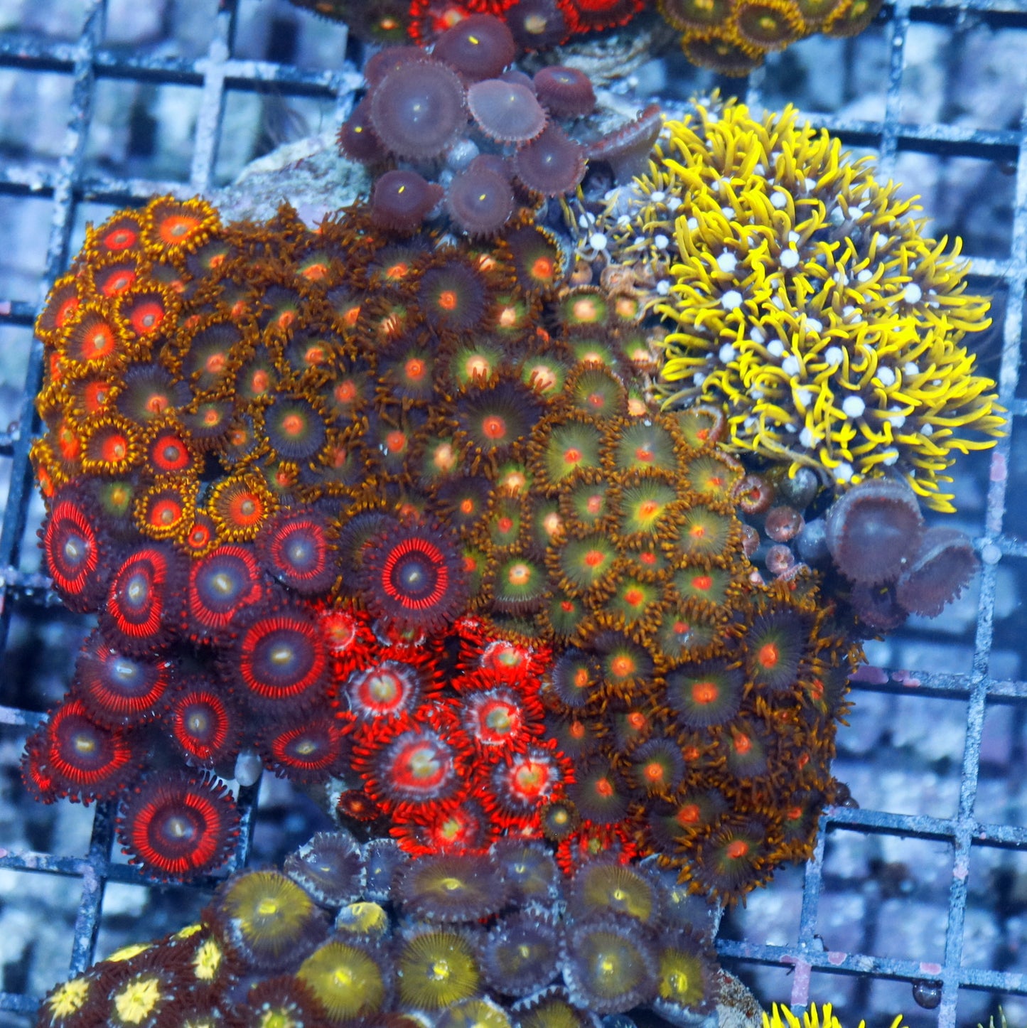 Zoanthid combo