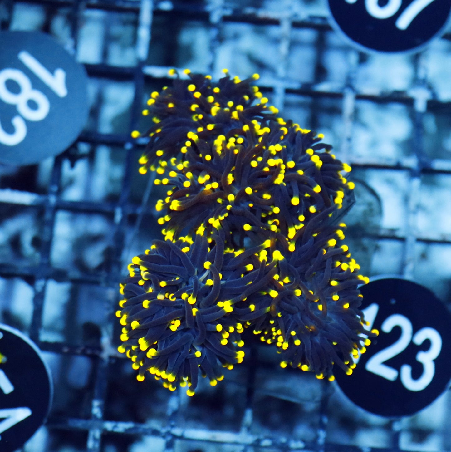 Torch Black with yellow tips BK123