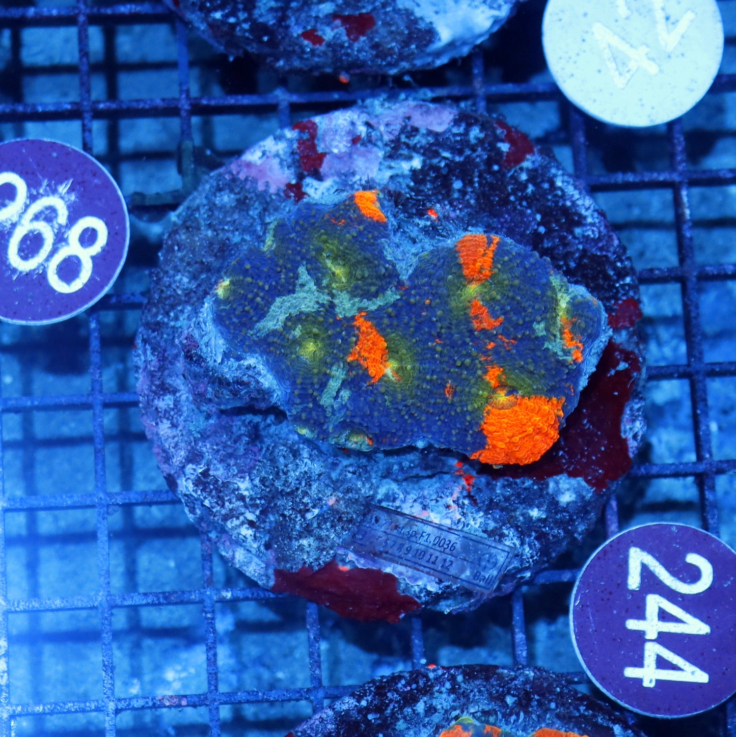 Acan Echinata R244