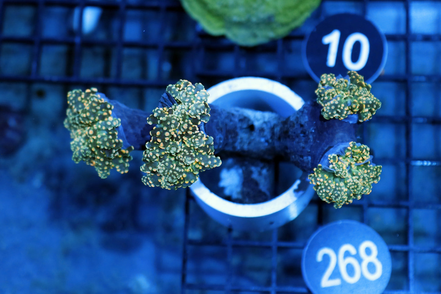 FROGSPAWN BRANCHING ORANGE BK268