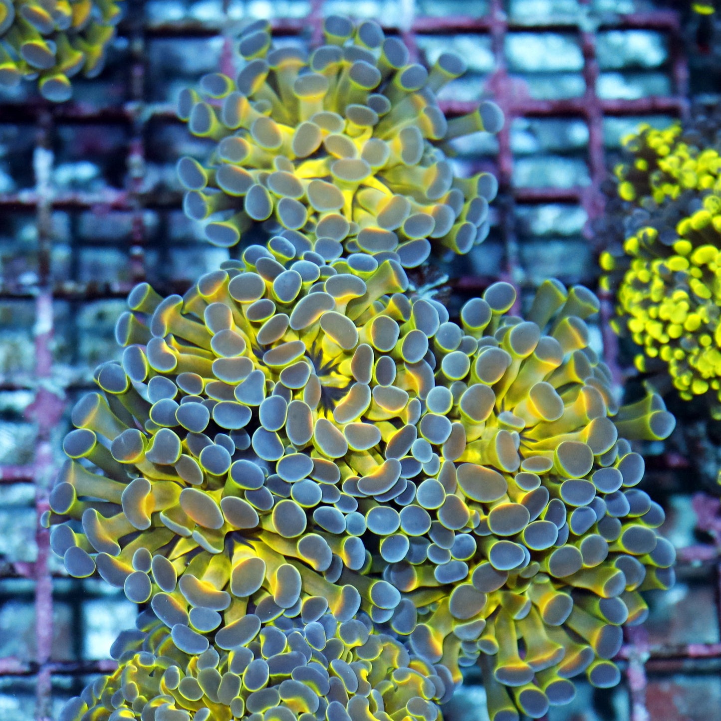 Hammer Branching Hologram