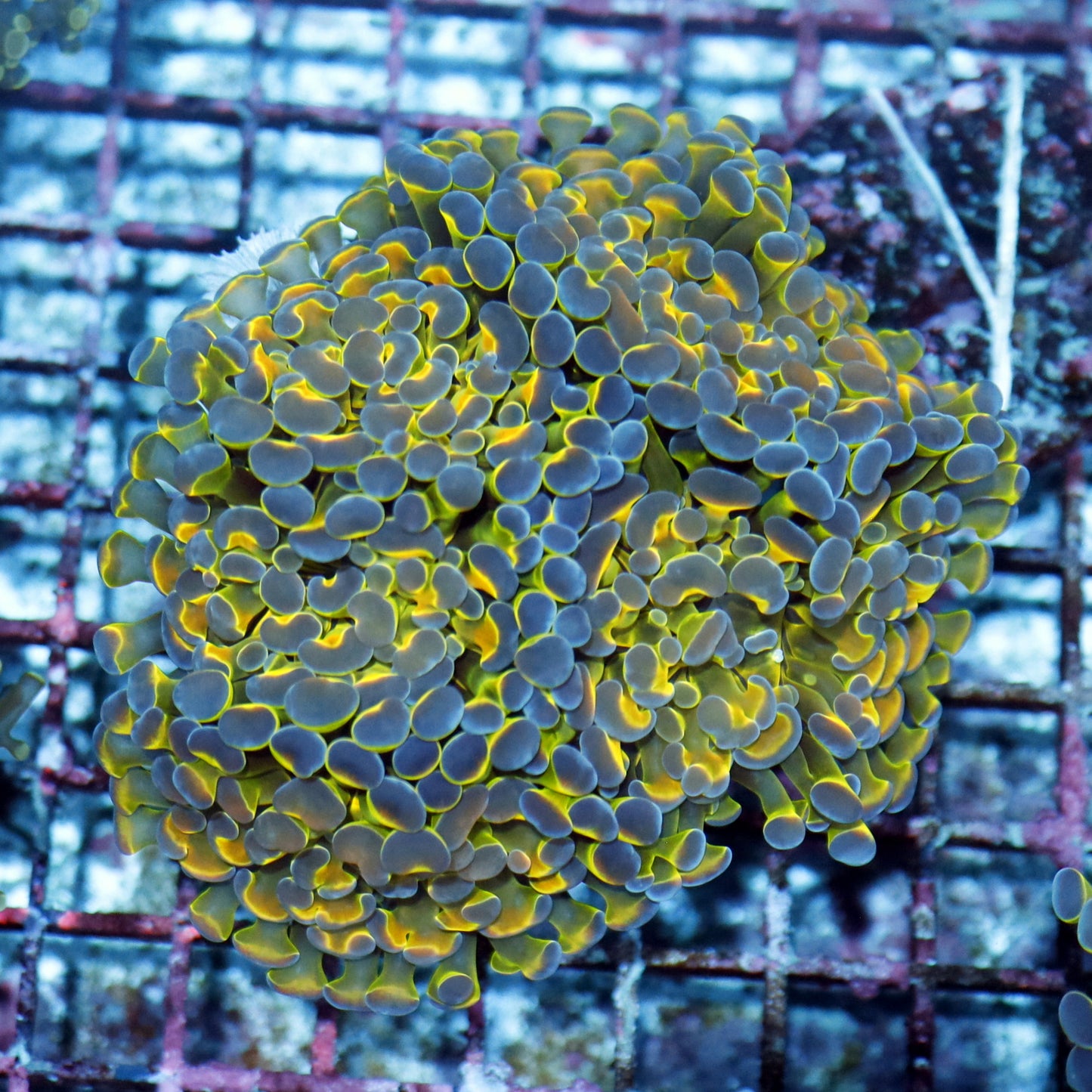 Hammer Branching Hologram