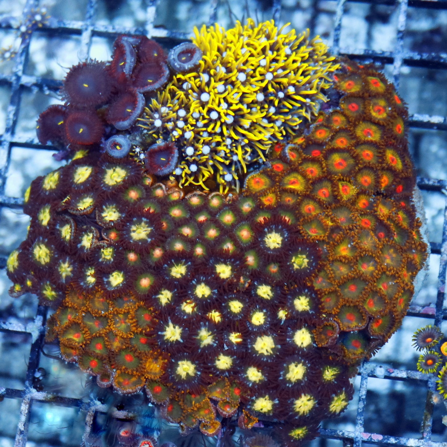 Zoanthids Combo