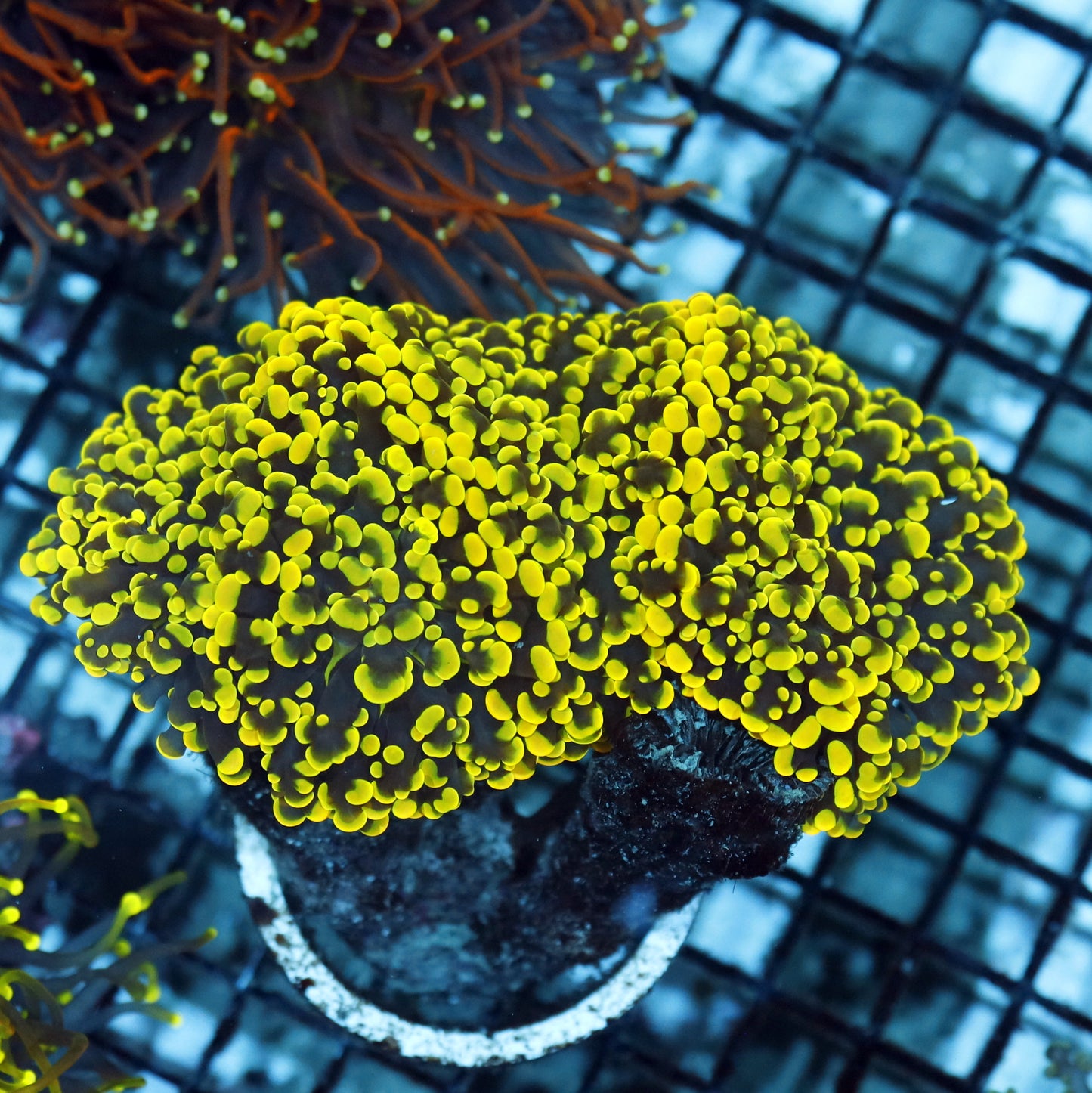 Frogspawn/Octospawn metallic green/yellow