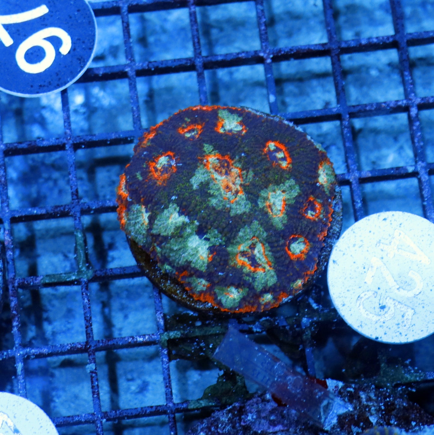 Acan Echinata B425