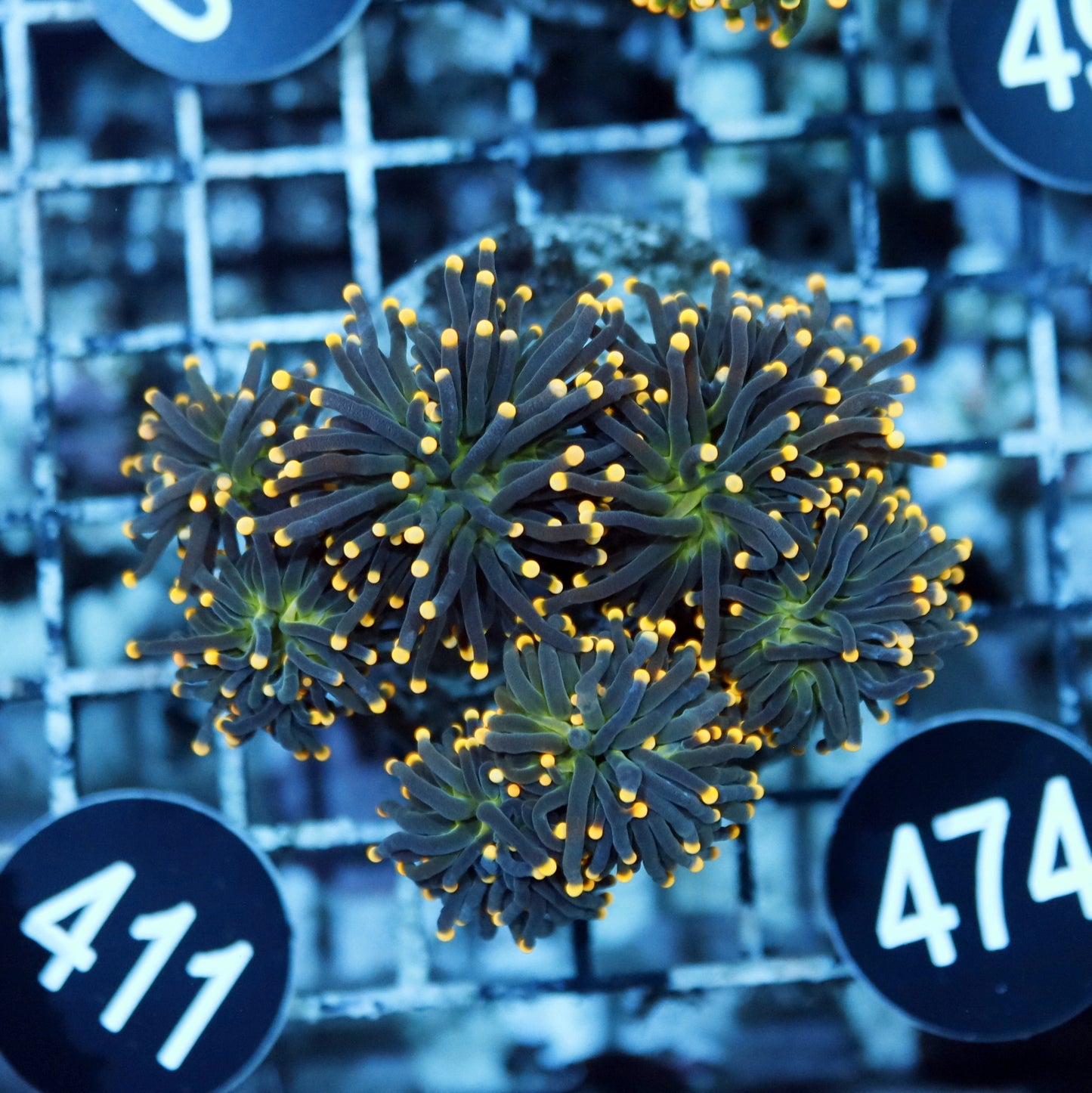 Torch metallic green peach tips BK474