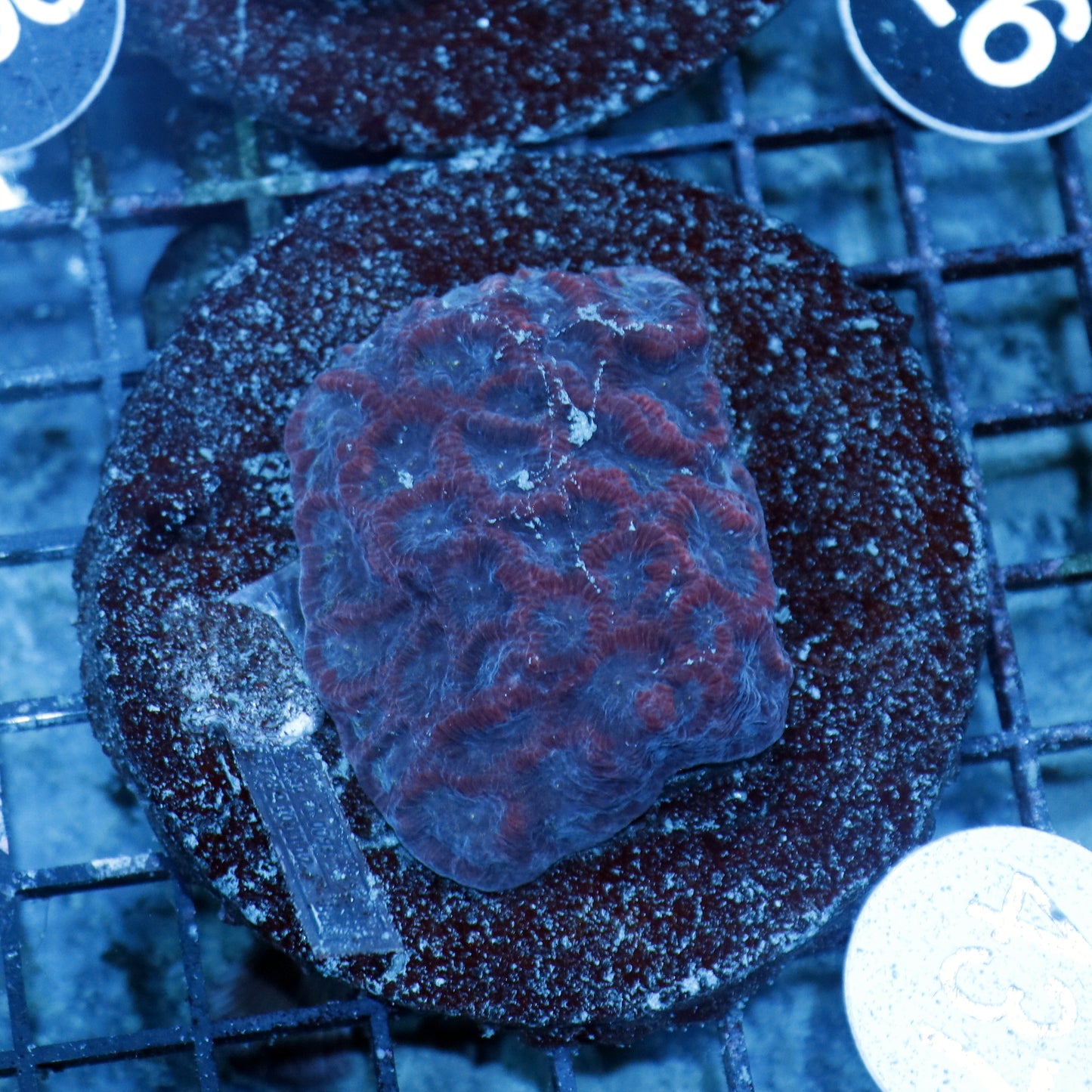 Favia B437