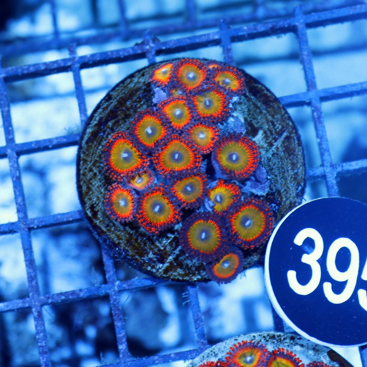 Zoanthids candy apple BK395
