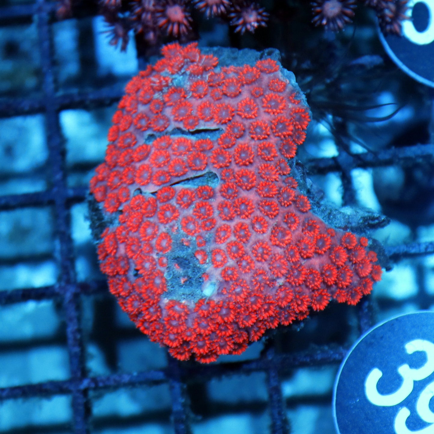Goniopora Red BK396